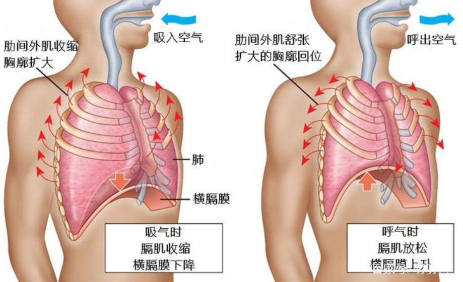 &#21338;&#40060;&#20307;&#32946;&#40;&#20013;&#22269;&#41;&#23448;&#26041;&#32593;&#31449;&#45;&#30331;&#24405;&#20837;&#21475;